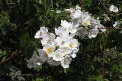 Rosa brunonii